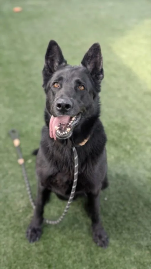 An adult large-sized female German Shepherd Dog dog named Harlee for adoption in Chatsworth, CA