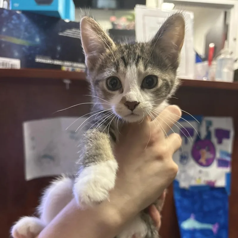 A baby small-sized female Brown / Chocolate Domestic Short Hair cat named Nibbles for adoption in St. Paul, MN