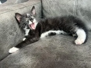 A baby medium-sized female Black Domestic Short Hair cat named Crosby for adoption in Fruit Heights, UT