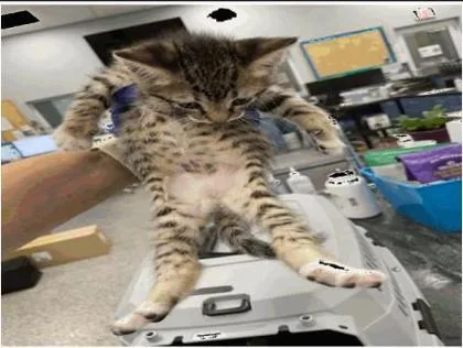 A baby small-sized male Domestic Short Hair cat named Porter for adoption in Largo, FL