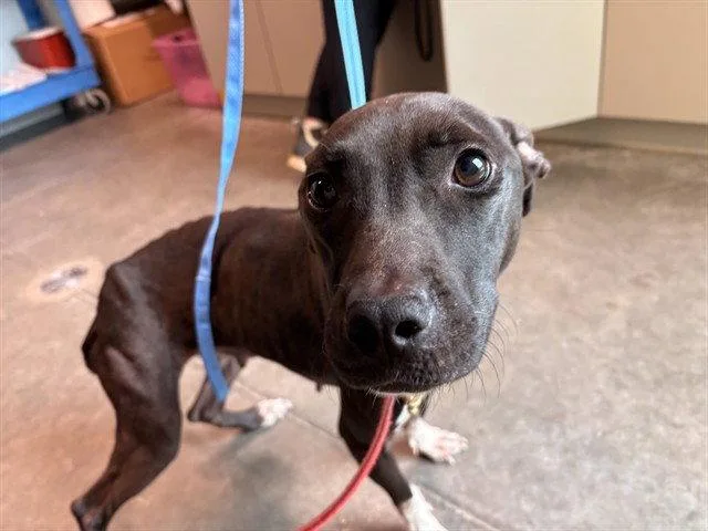 An adult medium-sized female Pit Bull Terrier dog named Sol for adoption in Tavares, FL