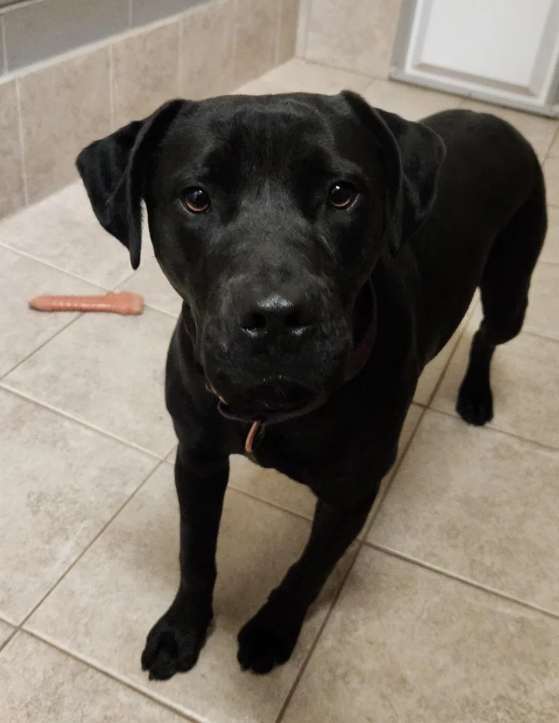 An adult large-sized female Black Labrador Retriever dog named Matilda for adoption in Clinton, OK
