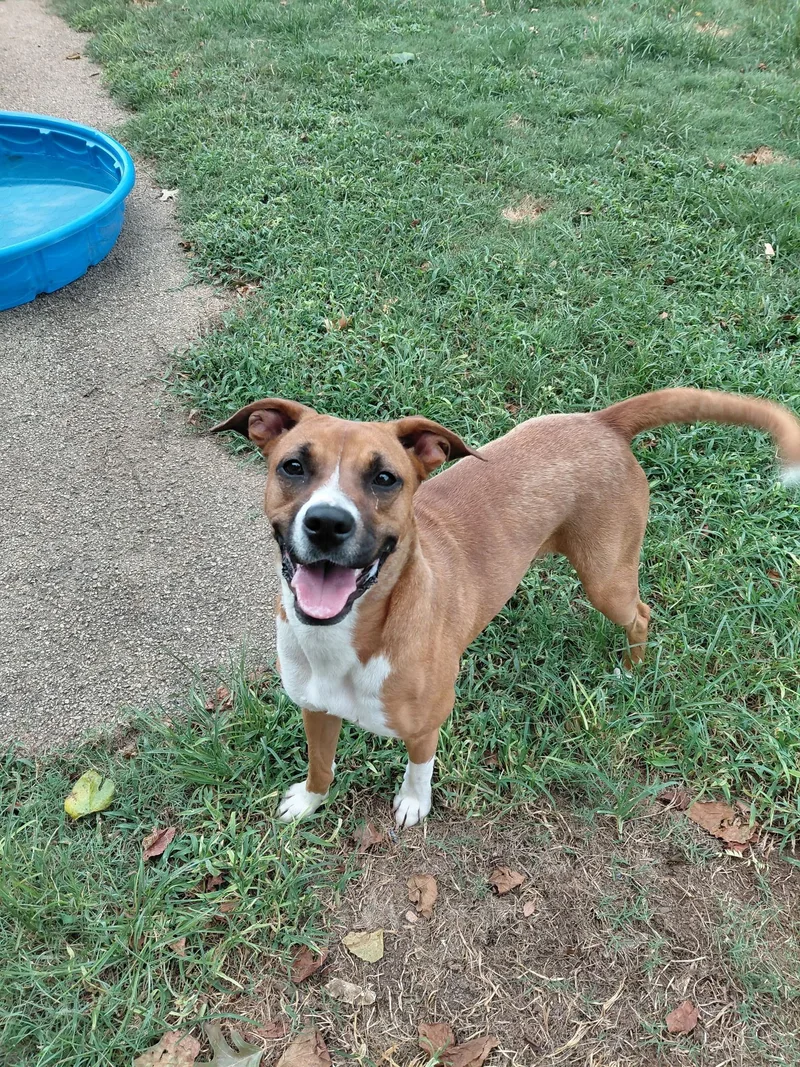 A young medium-sized female Mixed Breed dog named Minnie for adoption in Huntsville, AL