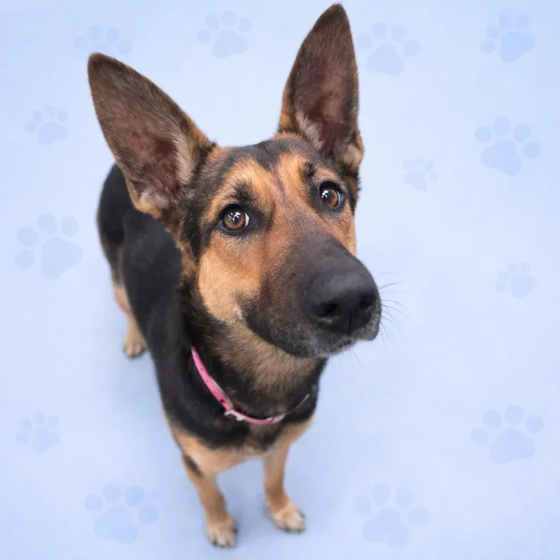 An adult medium-sized female Black Mixed Breed dog named Sunstorm for adoption in Memphis, TN
