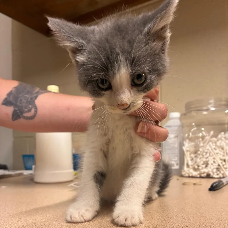 A baby small-sized female Black Domestic Short Hair cat named Witness for adoption in Danville, KY