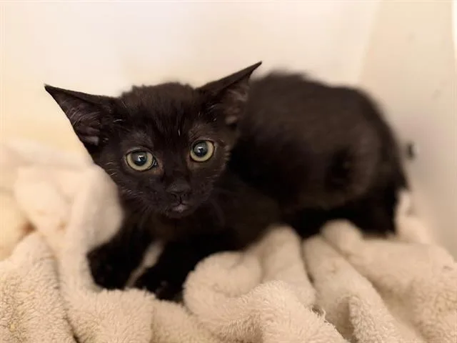 A baby small-sized female Domestic Short Hair cat named Bobbity for adoption in Chula Vista, CA