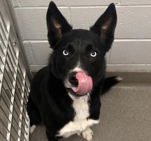 An adult medium-sized male Siberian Husky dog named Ares for adoption in Des Moines, IA