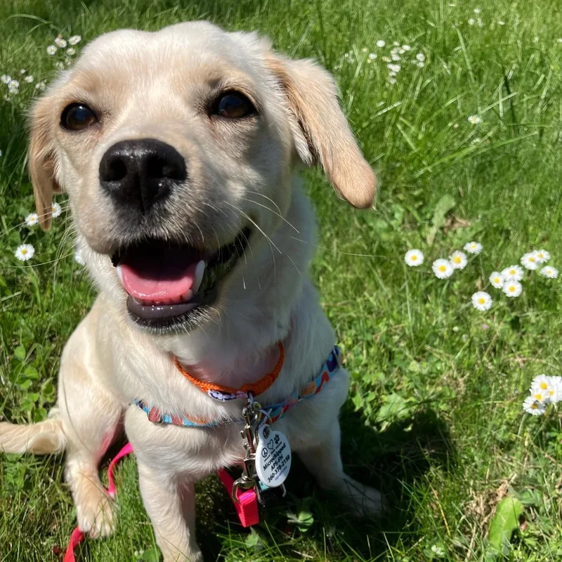 A young small-sized female Yellow / Tan / Blond / Fawn Chihuahua dog named Lola for adoption in Friday Harbor, WA
