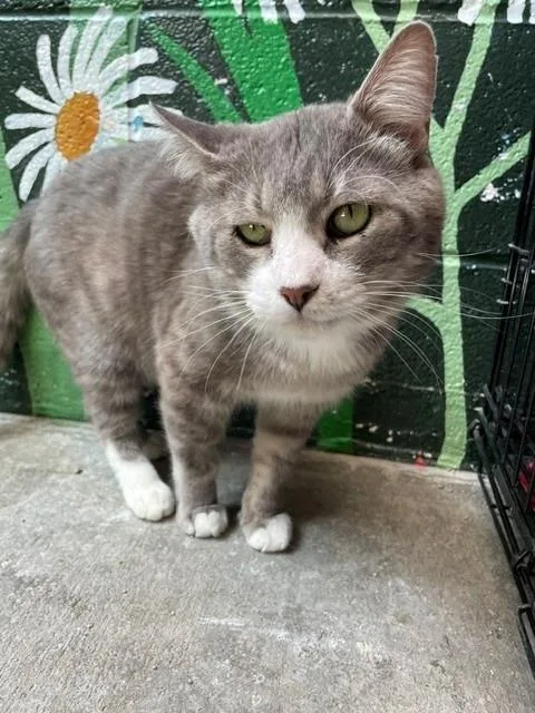 An adult medium-sized male Domestic Short Hair cat named Oscar for adoption in Frisco, CO