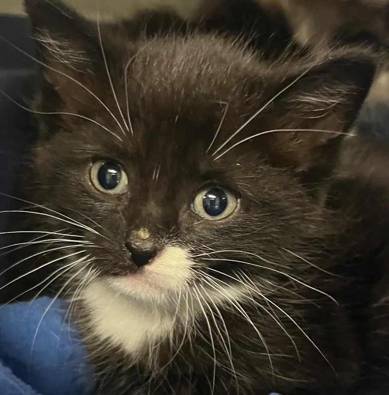 A baby medium-sized female Domestic Medium Hair cat named Binki for adoption in Saginaw, MI