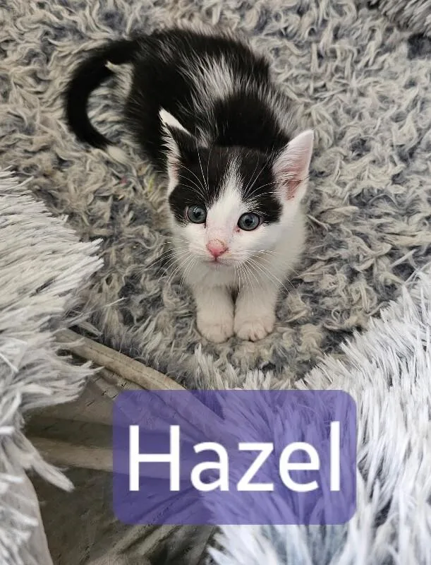 A young medium-sized female Black & White / Tuxedo Domestic Short Hair cat named Haze for adoption in Kennewick, WA