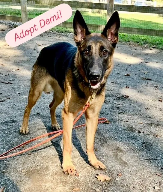 A young large-sized female Belgian Shepherd / Malinois dog named Demi for adoption in Far Rockaway, NY