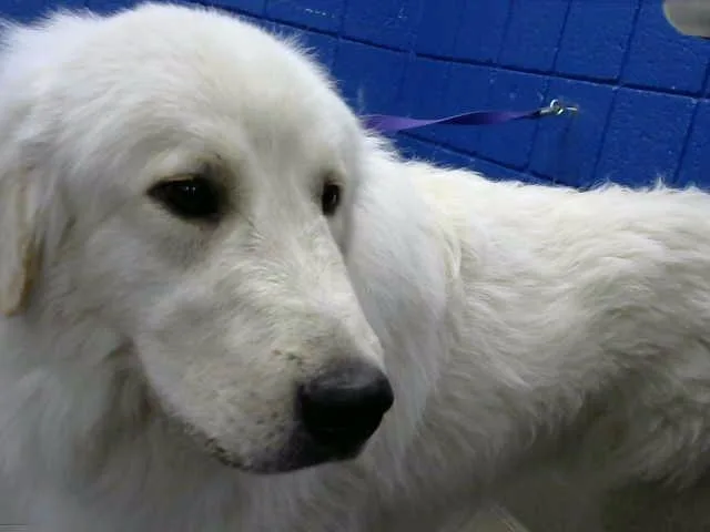 A young medium-sized male Great Pyrenees dog named Sandor for adoption in Albuquerque, NM