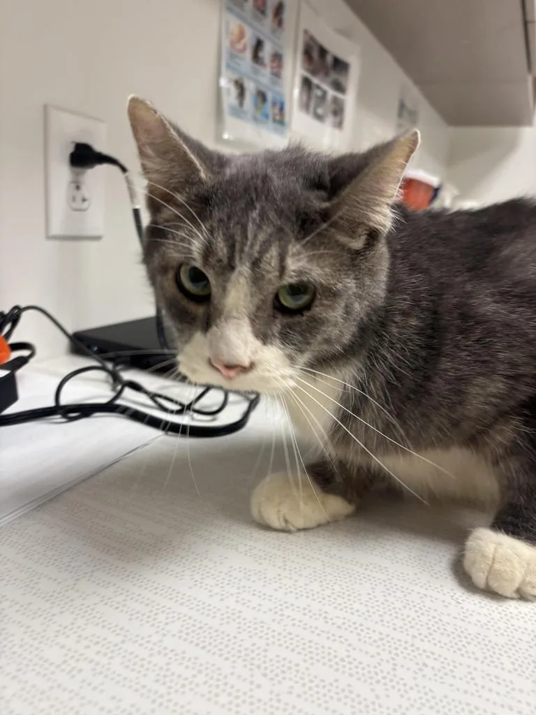 An adult large-sized male Domestic Short Hair cat named Carl for adoption in Greenfield, IN