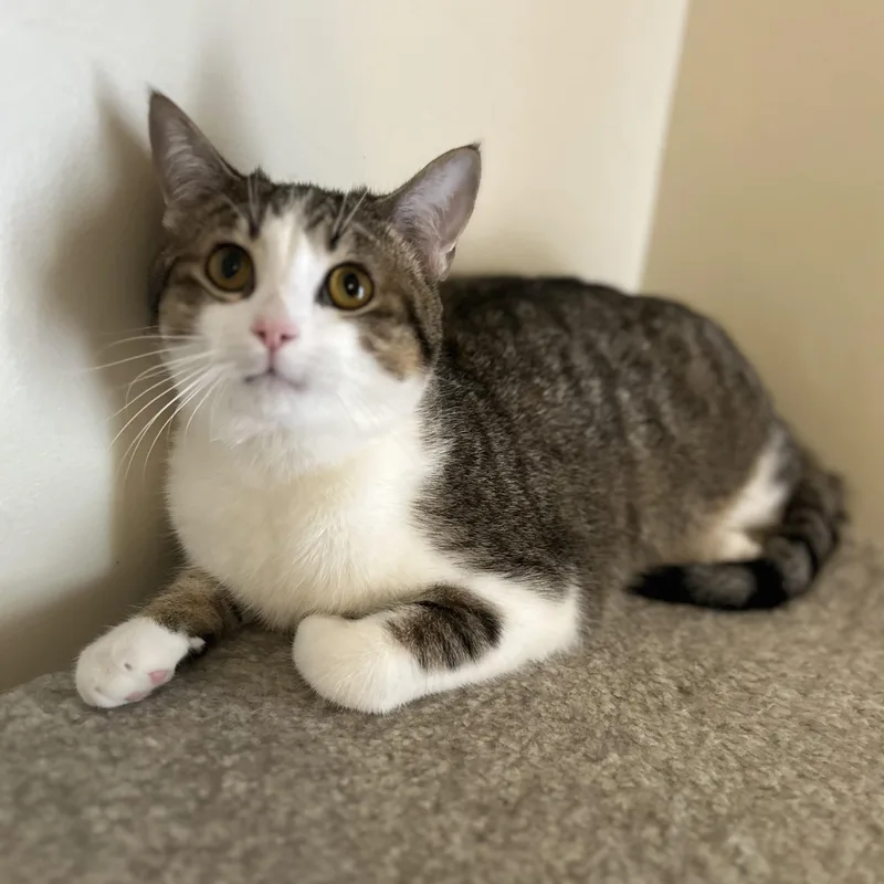 A baby medium-sized male Tabby (Brown / Chocolate) Domestic Short Hair cat named Cooper for adoption in Columbus , OH
