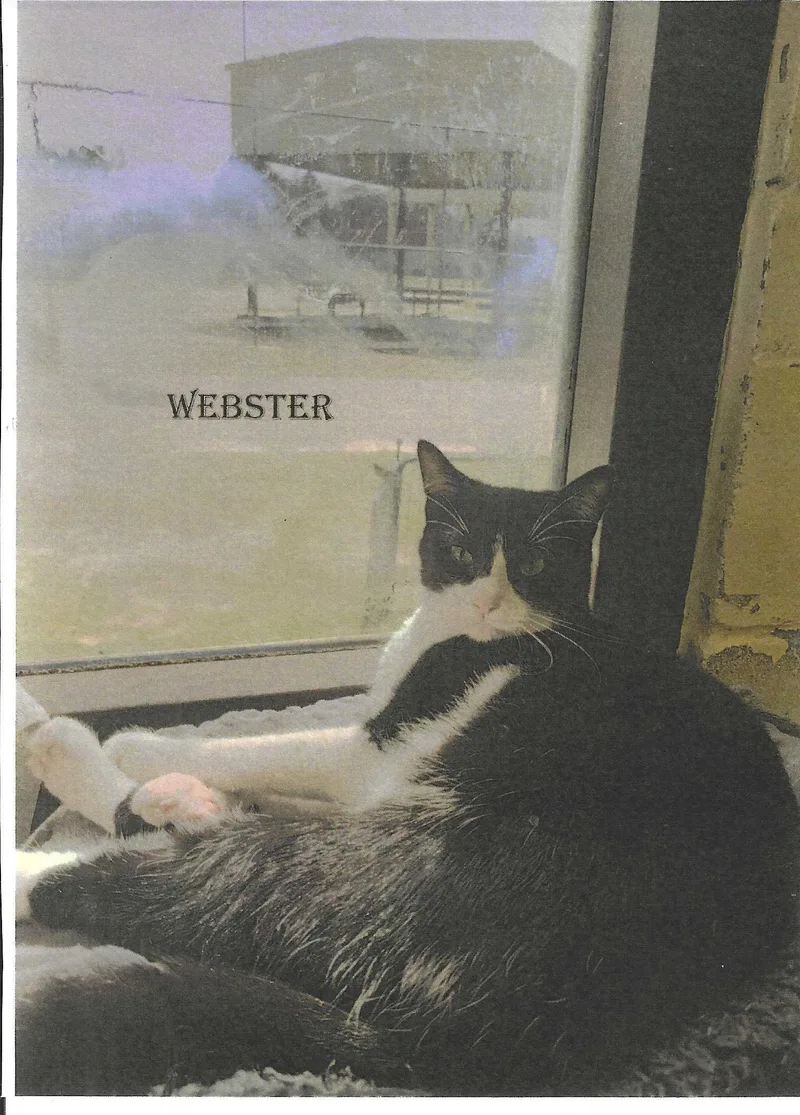 Webster