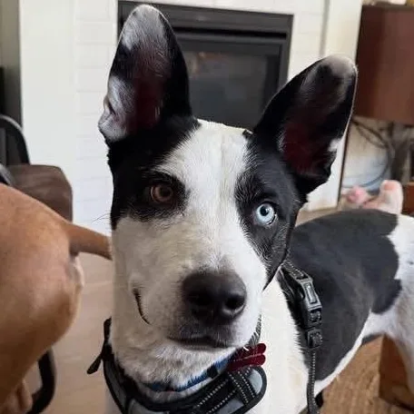 An adult medium-sized male Bicolor Mixed Breed dog named Echo for adoption in Salem, OR
