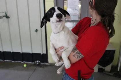 A young large-sized male Shepherd dog named Nemo for adoption in Kansas City, MO