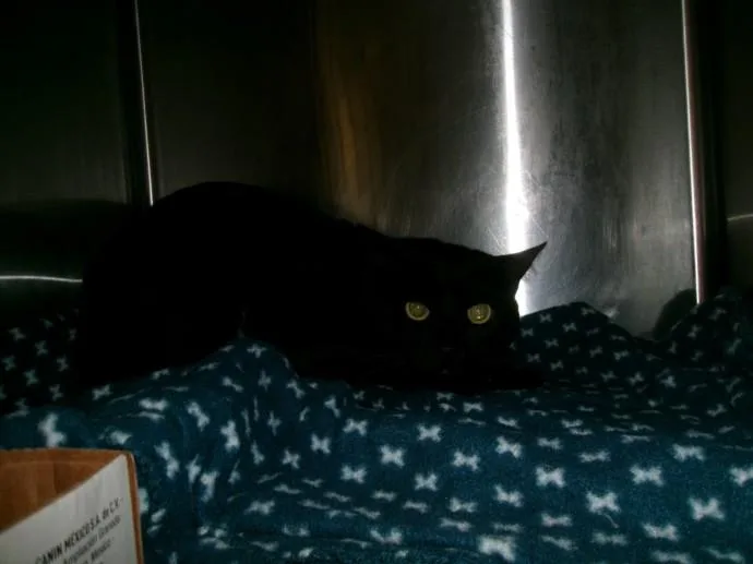 A young large-sized male Domestic Short Hair cat named Starfire for adoption in Van Nuys, CA