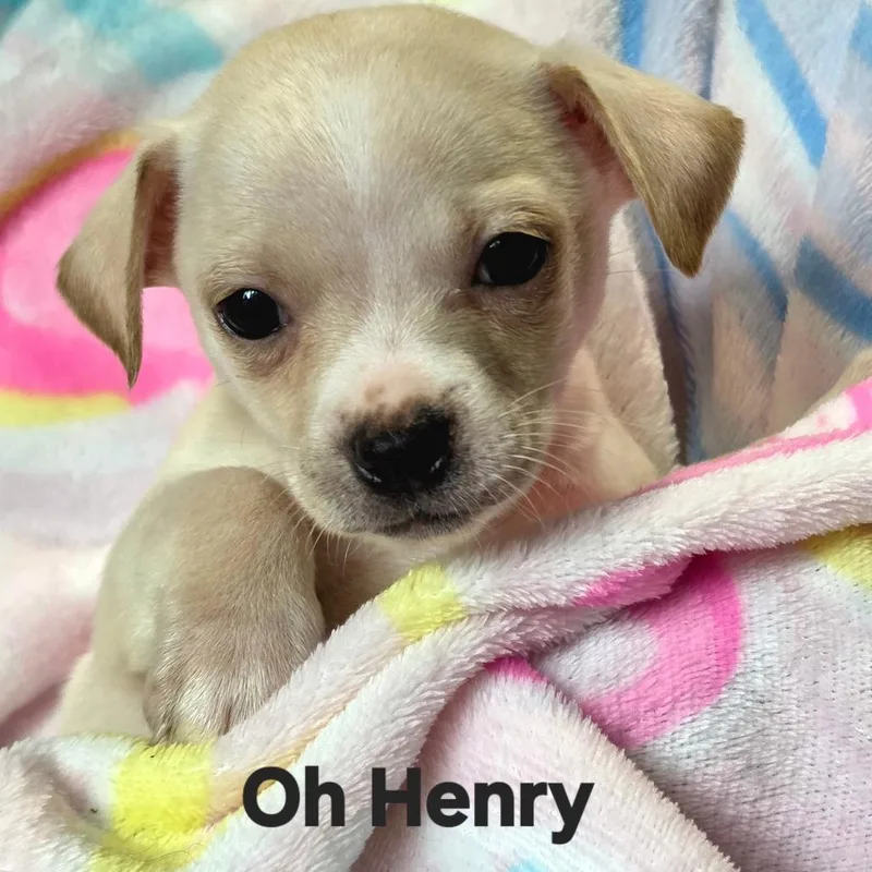 Oh Henry