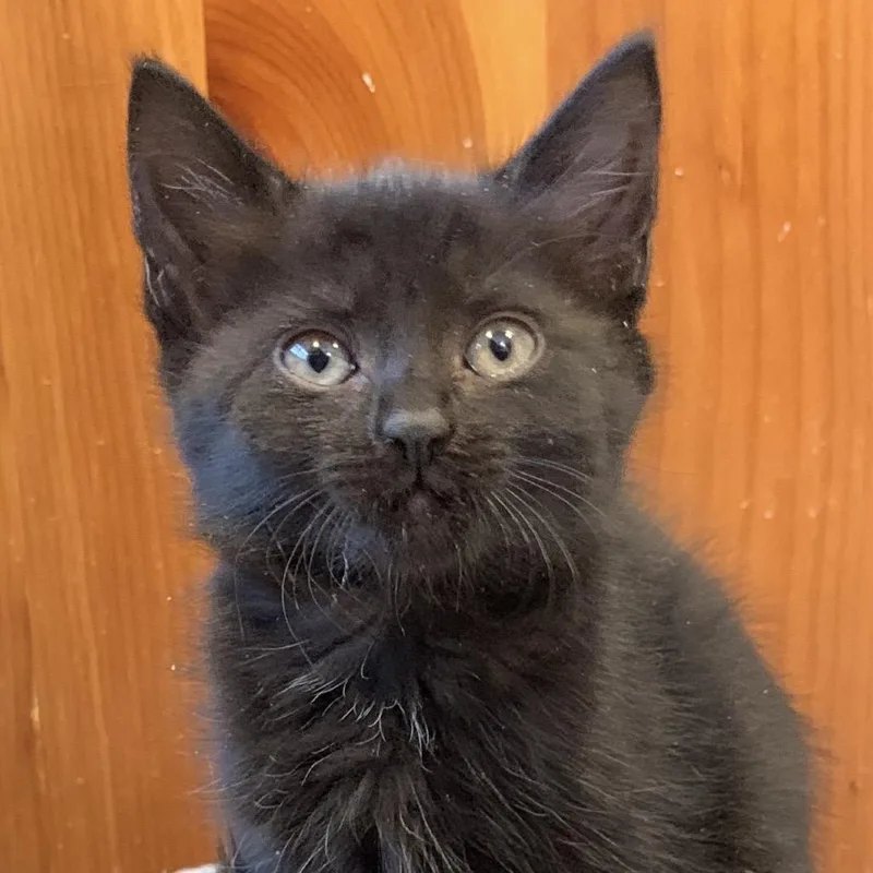 A baby small-sized female Black Domestic Short Hair cat named Bunny for adoption in Danbury, CT