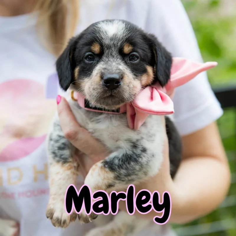 Marley thumbnail 2
