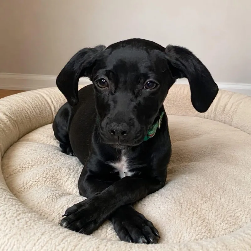A baby medium-sized male Black Mixed Breed dog named Trent Crimm for adoption in Cranston, RI