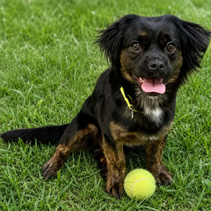 A young medium-sized male Cavalier King Charles Spaniel dog named Joseph for adoption in Whitehall, PA