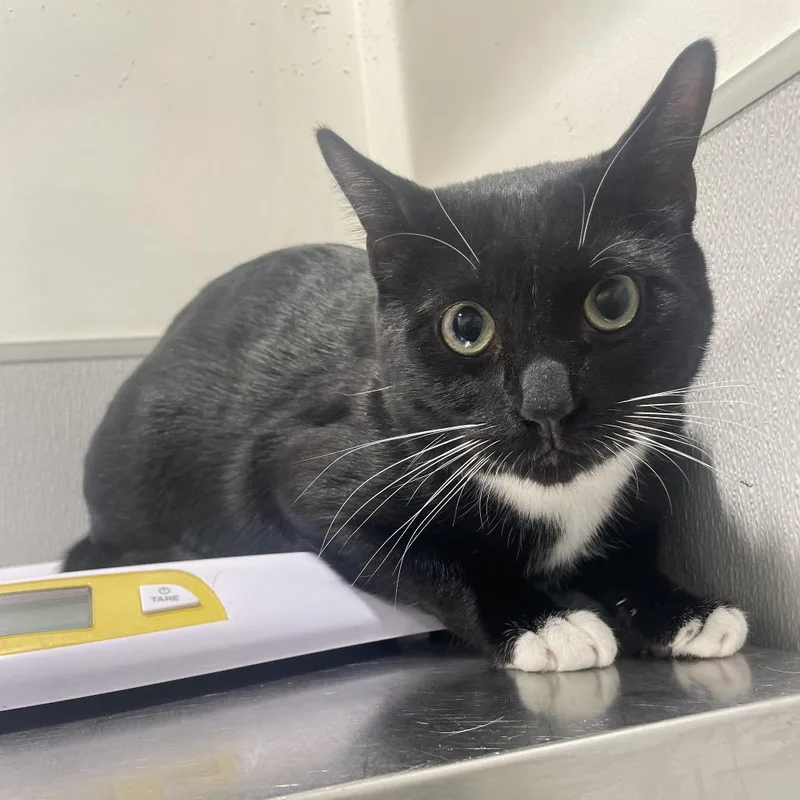 A young large-sized male Black Domestic Short Hair cat named Jack for adoption in Tampa, FL