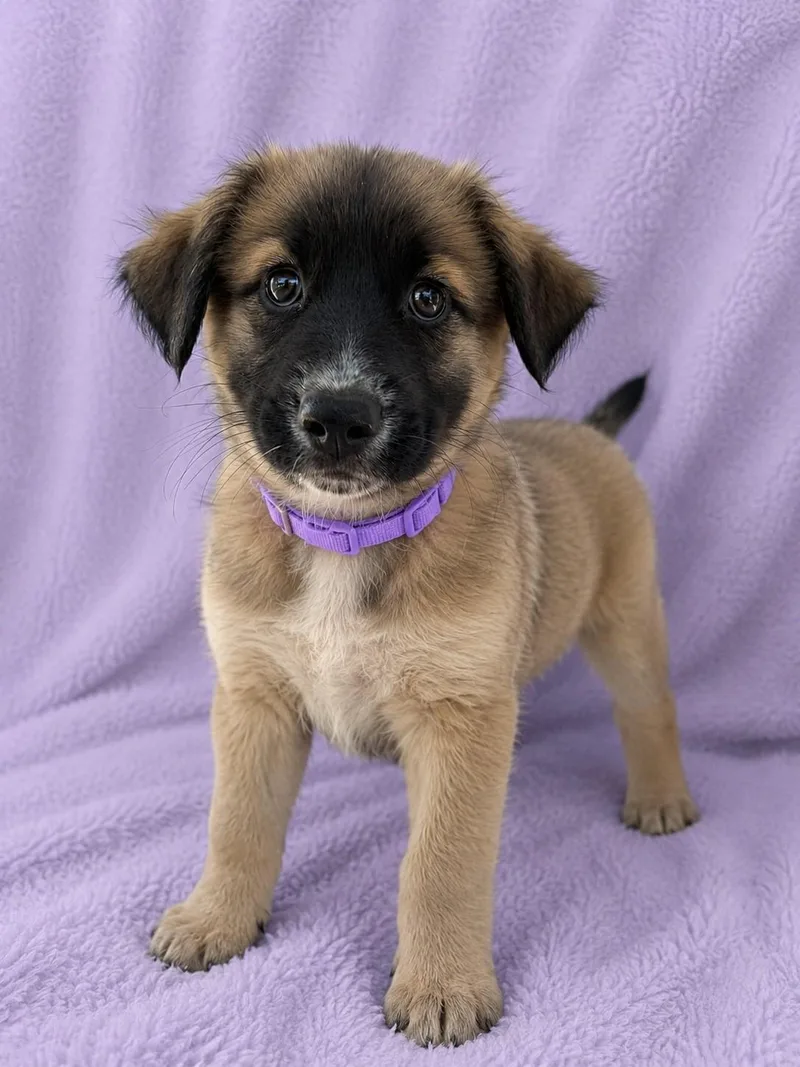 A baby medium-sized female Sable Australian Shepherd dog named Sara for adoption in Poway, CA
