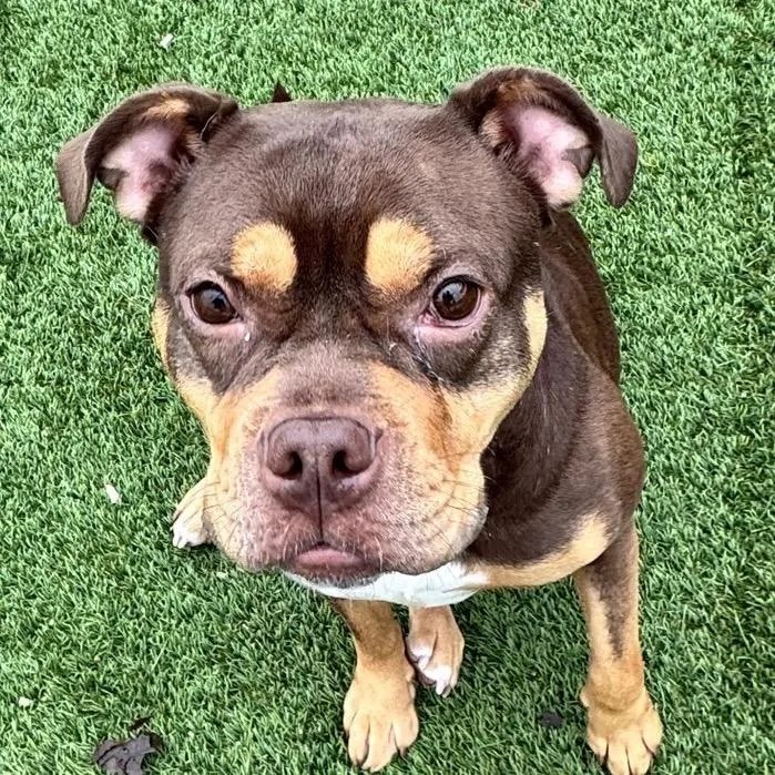 An adult medium-sized female American Bulldog dog named Truvy for adoption in Chicago, IL