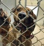An adult medium-sized male Brindle Pit Bull Terrier dog named Moose for adoption in Moline, IL