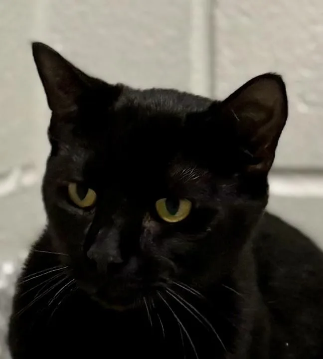 A young medium-sized male Black Domestic Short Hair cat named Ice Cream for adoption in Jackson, MI