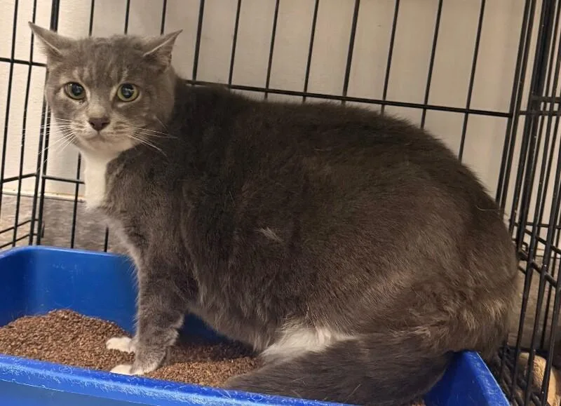 An adult medium-sized female Gray / Blue / Silver Domestic Short Hair cat named Vecna for adoption in Osseo, MI
