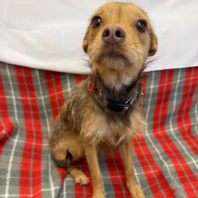 A young small-sized female Brown / Chocolate Chihuahua dog named Roslyn for adoption in Houston, TX