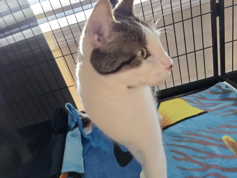 An adult medium-sized male Brown / Chocolate Domestic Short Hair cat named Mateo for adoption in Southbury, CT