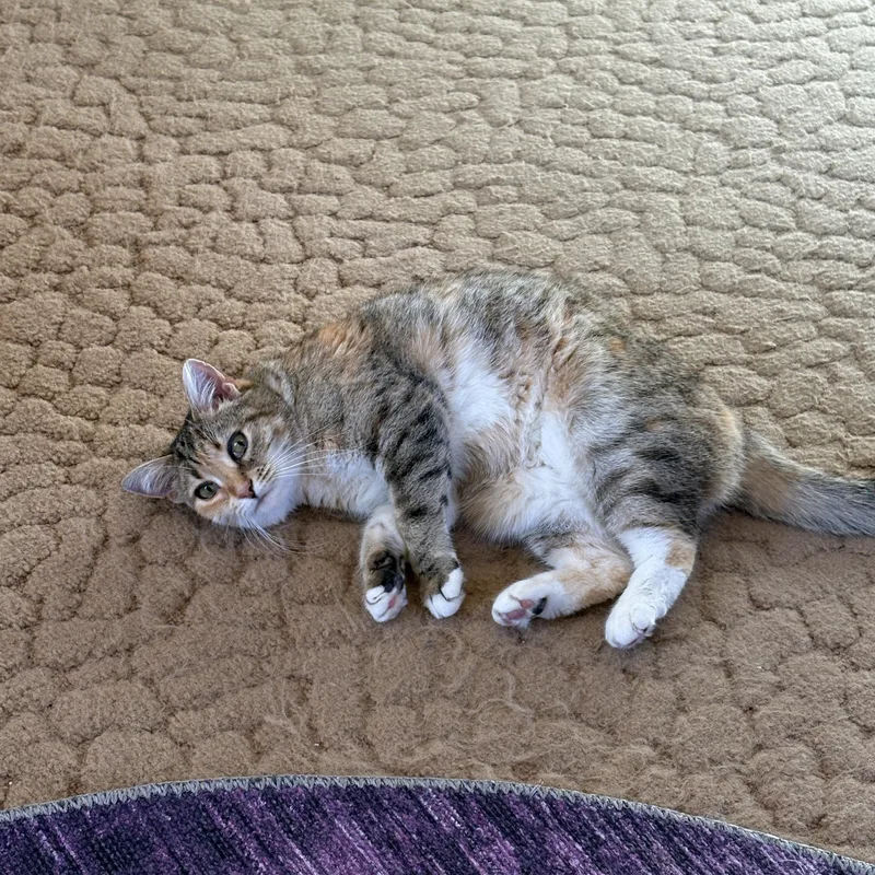 Priscilla thumbnail 2