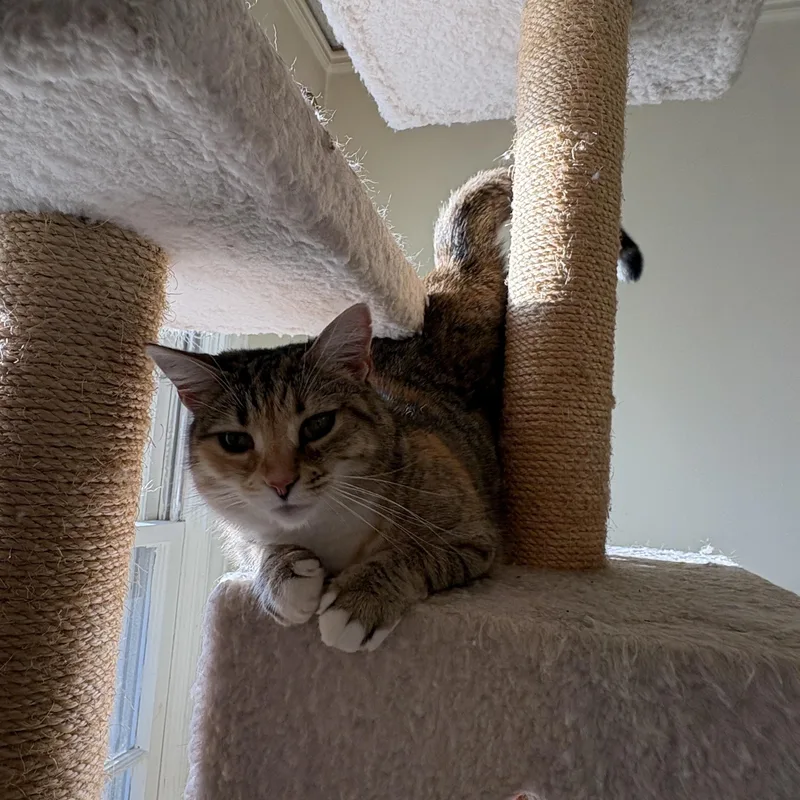 Priscilla thumbnail 4