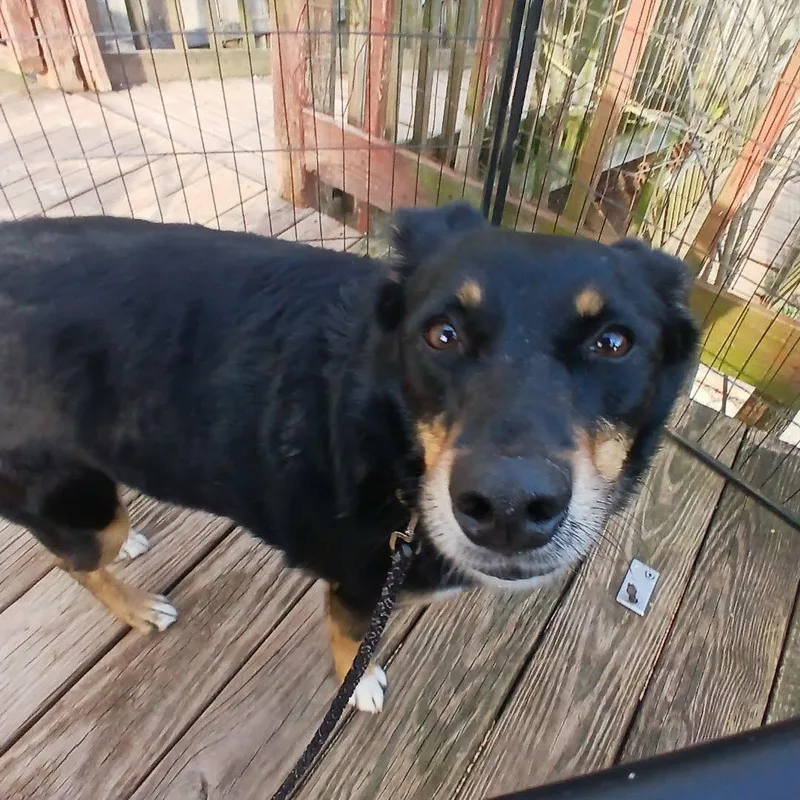 Daisy Mae thumbnail 2