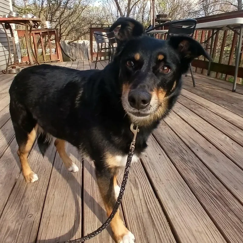 Daisy Mae thumbnail 3