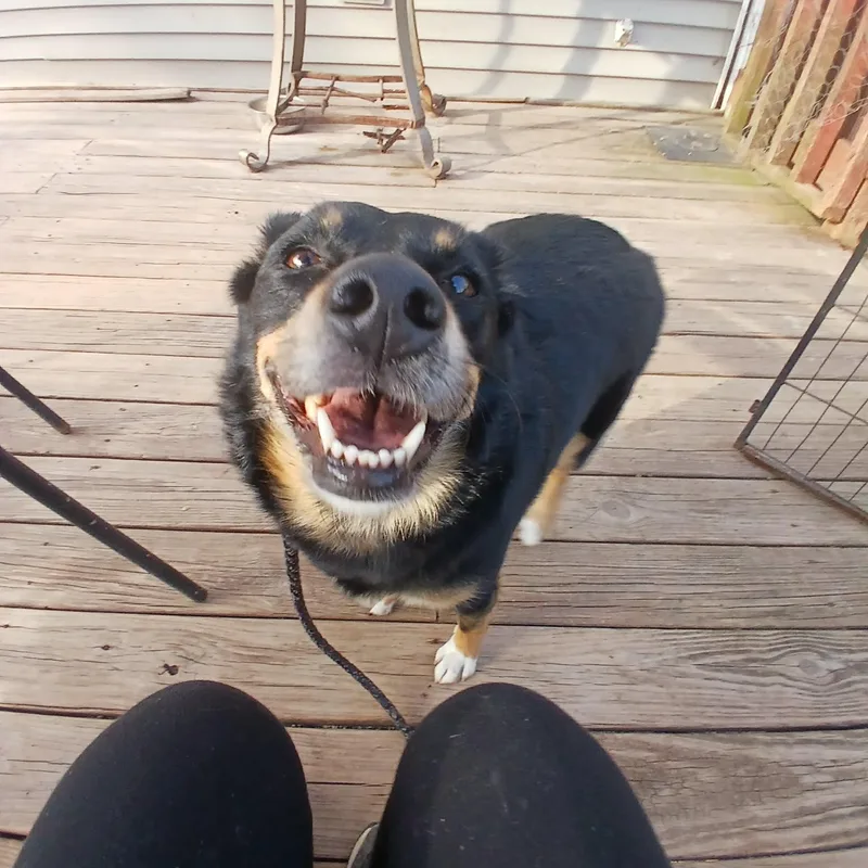 An adult medium-sized female Bicolor Australian Shepherd dog named Daisy Mae for adoption in Saugerties, NY
