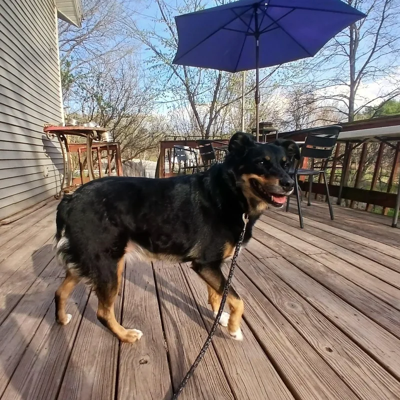 Daisy Mae thumbnail 4