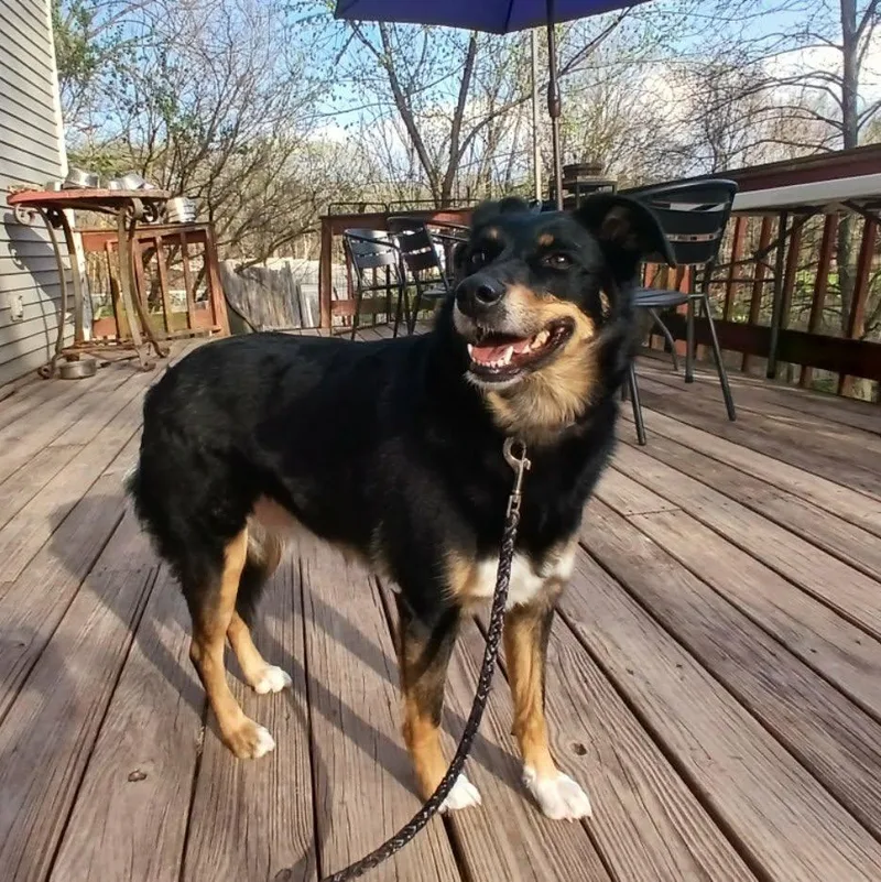 Daisy Mae thumbnail 6