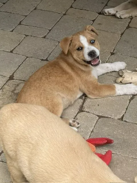 A baby medium-sized male Red / Chestnut / Orange Australian Shepherd dog named Seamus Wishbone for adoption in Andover, MA