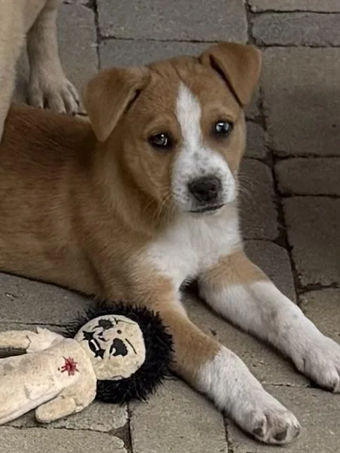 Seamus Wishbone thumbnail 2