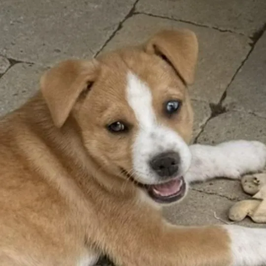 Seamus Wishbone thumbnail 3