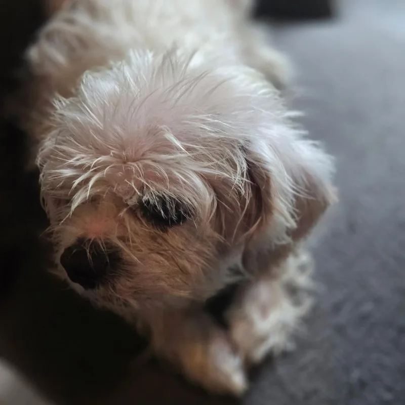 An adult small-sized male Shih Tzu dog named Alfred for adoption in Claremore, OK
