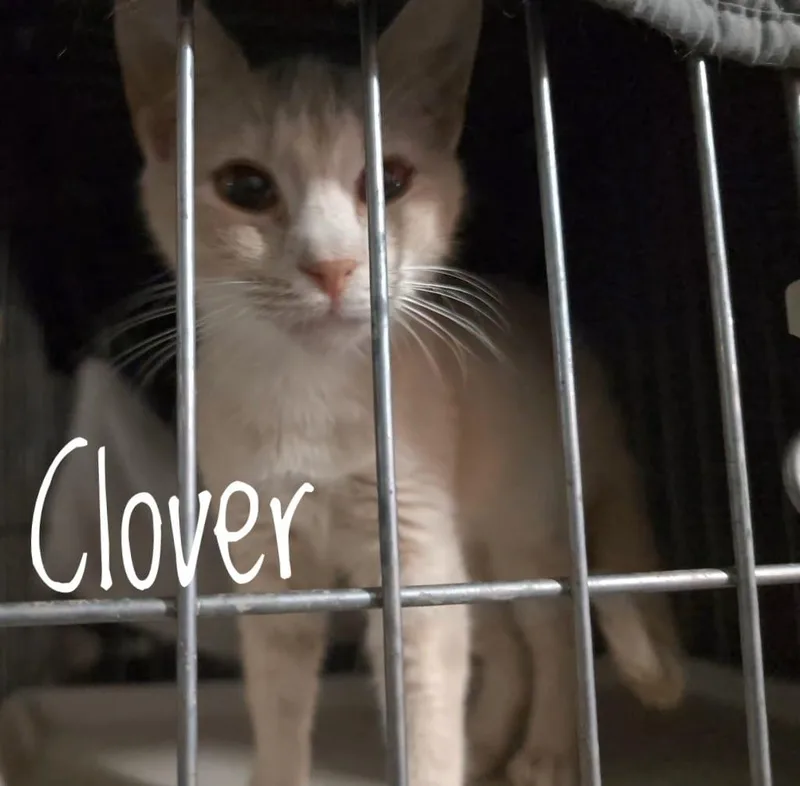 Clover thumbnail 4