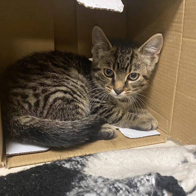 A baby small-sized female Tabby (Brown / Chocolate) Domestic Short Hair cat named Max for adoption in Elyria, OH