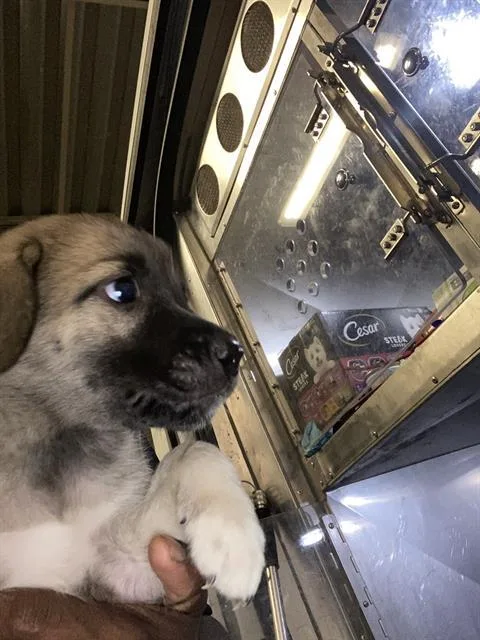 A baby small-sized male Mixed Breed dog named Po for adoption in Dallas, TX